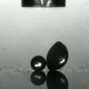 A high-speed camera shows how spores use the physics of merging droplets to uniformly launch themselves out into the world. Credit: Chuan-Hua Chen, Duke University